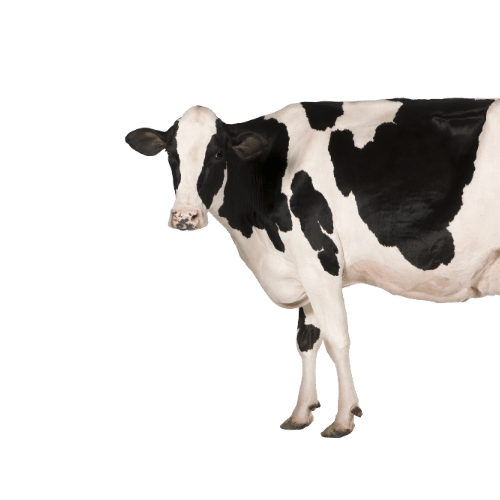 melktap dinteloord